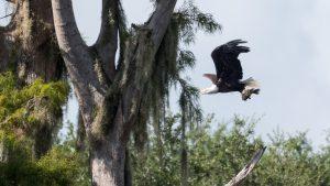 Bald Eagle flying next to a cypress tree