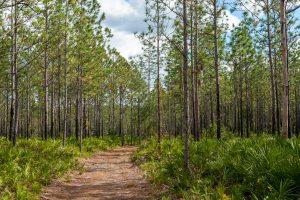 Nature trail through wooded area
