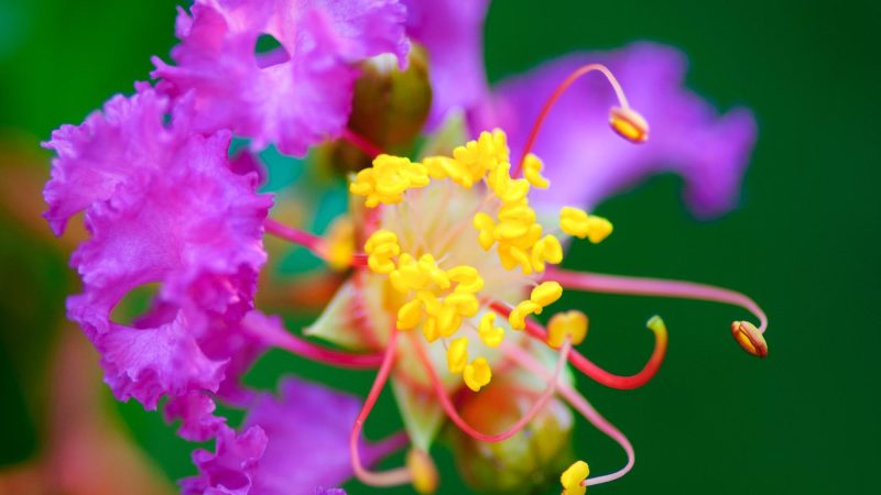Close up view of a Crepe Myrtle flower blooming.