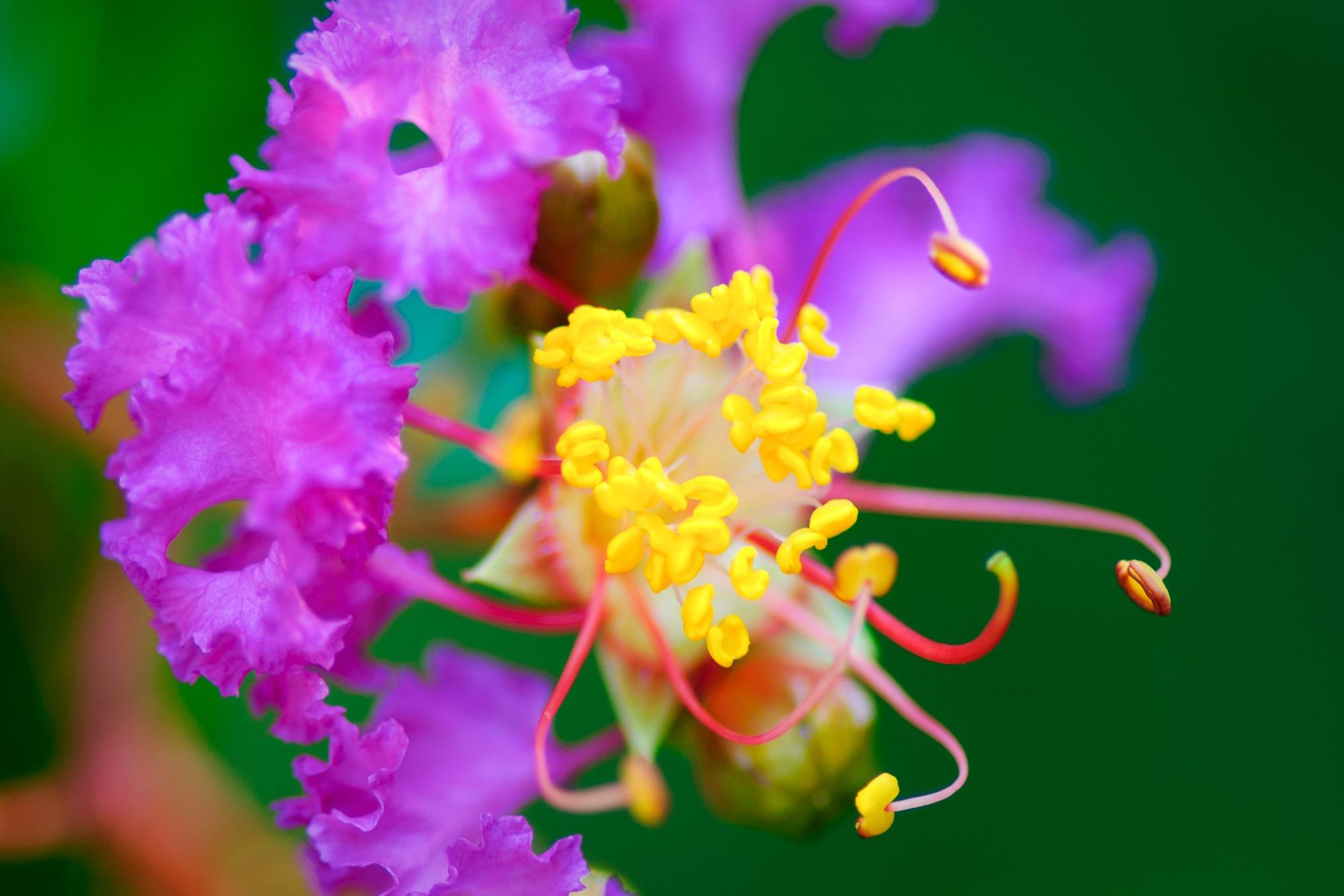 Close up view of a Crepe Myrtle flower blooming.