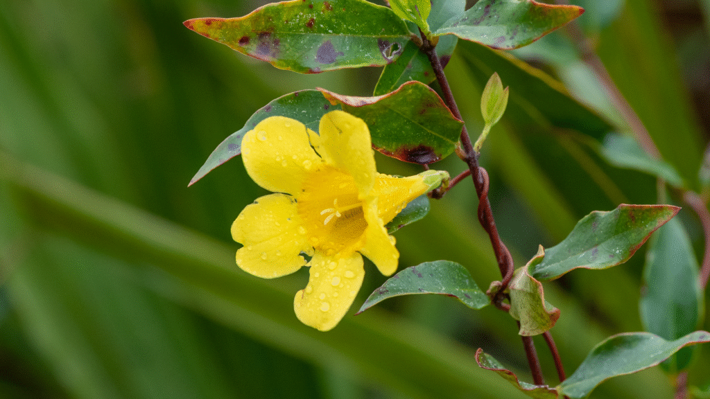 a yellow Carolina jessamine flower