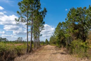 The stretching pines of Rice Creek Conservation Area weren’t always here. More than a decade ago, they were no more than hopeful green shoots—small seedlings planted with big vision. Today, those once-fragile saplings now cast shadows and stand with confidence, reclaiming their rightful place in Florida’s landscape. But their journey is far from over.