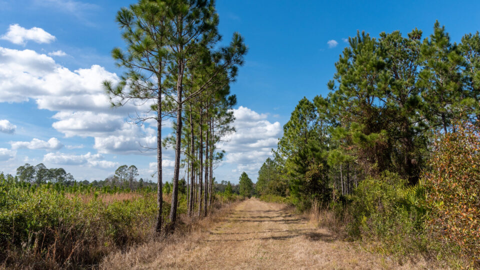 A scenic trail winds through Rice Creek Conservation Area. Selective thinning and a shift to longleaf pine where appropriate has improved forest structure, enhanced wildlife habitat and created open, inviting spaces for public recreation.