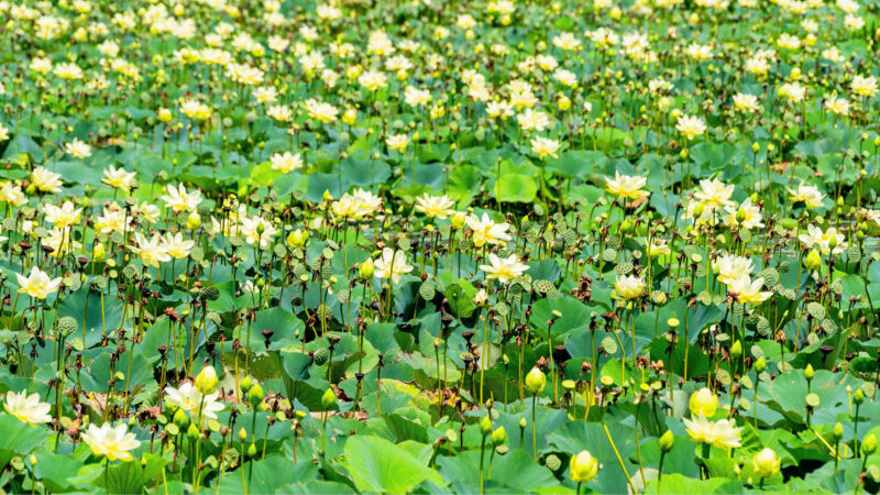 American lotus blooming at Orange Creek Restoration Area.