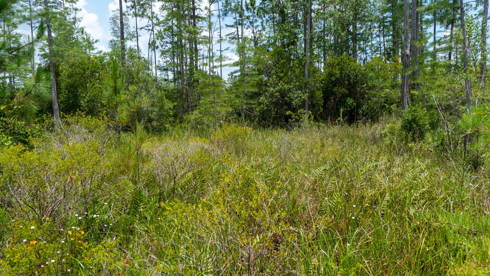 Scenic wetland area