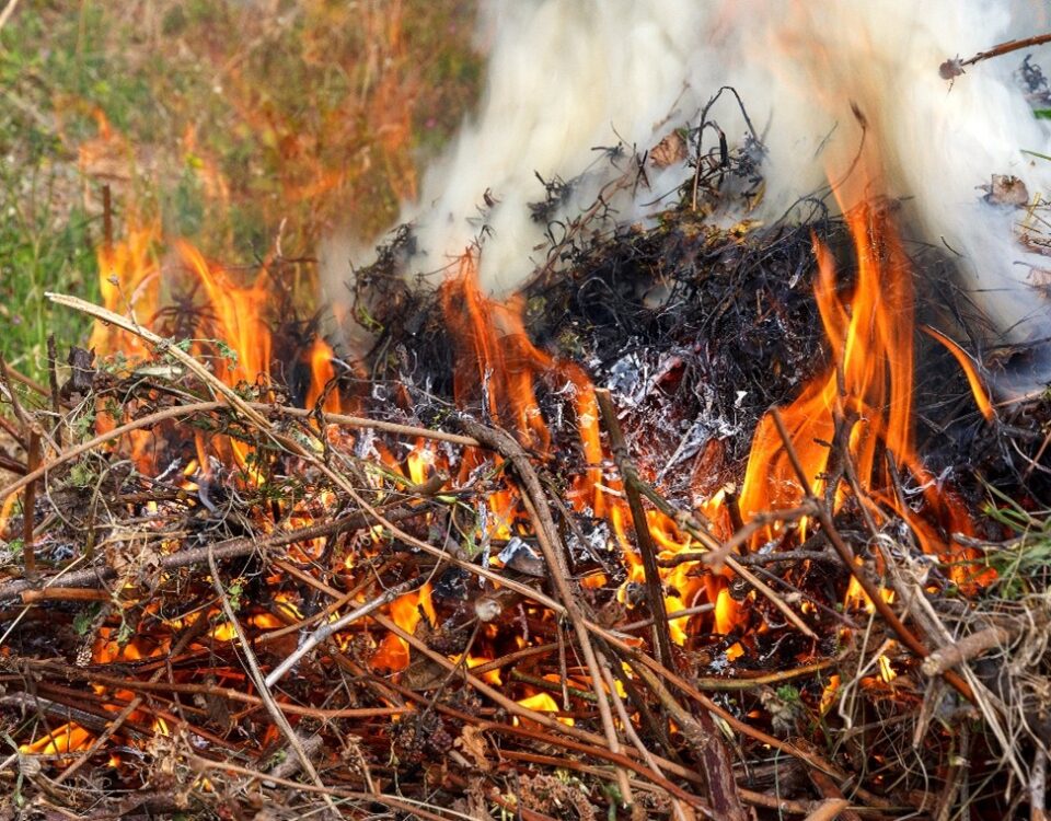 Small brush fire