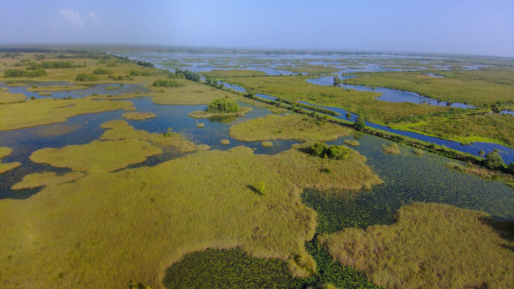 Golden sunrises, glassy water, and wide-open skies set the scene at Blue Cypress Conservation Area, one of Florida’s most preserved natural landmarks. At the headwaters of the St. Johns River, this vast landscape offers a unique glimpse into a Florida untouched, where science, restoration, and recreation come together.