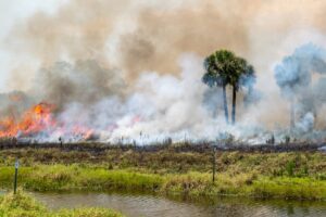 Prescribed fire within the Indian River Lagoon/Upper St. Johns River Basin help to restore habitat, support wildlife, and reduce wildfire risk.