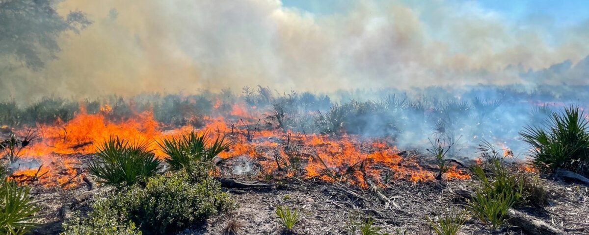 Prescribed fire at Lake Monroe Conservation Area