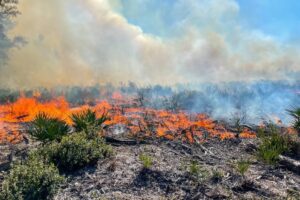 Prescribed fire at Lake Monroe Conservation Area