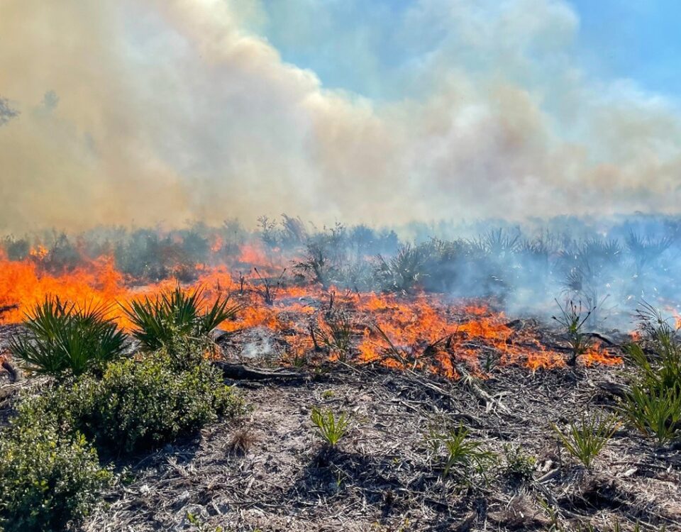 Prescribed fire at Lake Monroe Conservation Area