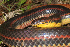 Florida’s rainbow snake is one of the state’s most mysterious species. Rarely observed, reports suggest it could still inhabit the wetlands, marshes and streams that feed the St. Johns River. Protecting these waterways is vital not only for people and communities but also for the wildlife that depend on them.