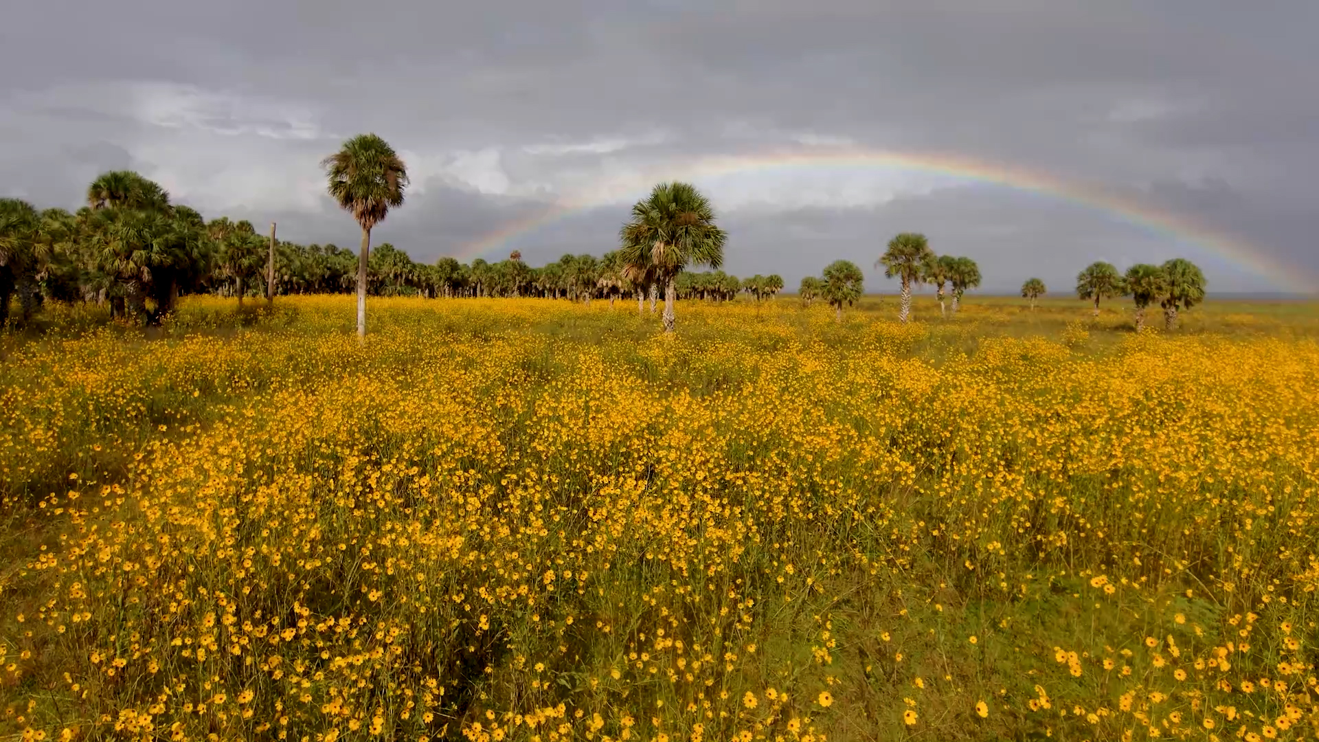 Swamp Sunflowers