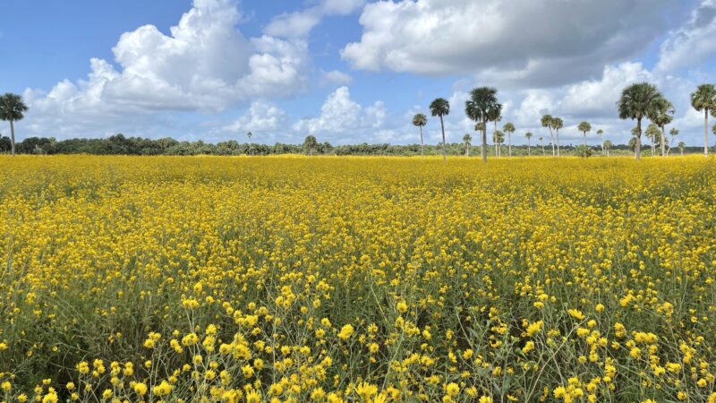 Swamp sunflowers (Helianthus angustifolius) in bloom at our Futch Track of Lake Jesup Conservation Area