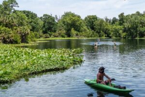 Kayakers-Wekiva-River Kayakers paddle on the Wekiva River, where it meets Wekiwa Spring.