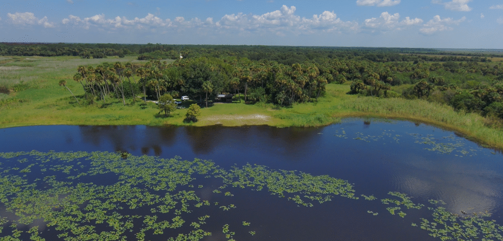 shore line with trees and vegetation