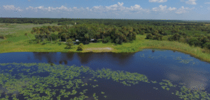 shore line with trees and vegetation