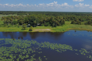 shore line with trees and vegetation