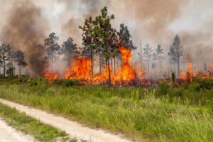 Hal-Scott-Prescribed-Fire