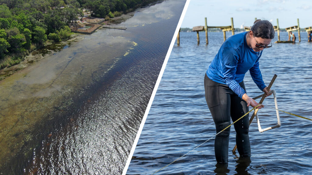 Submerged aquatic vegetation (SAV) serves as critical living infrastructure in the Lower St. Johns River, stabilizing sediments, filtering water and providing food and habitat for wildlife ranging from turtles to manatees. The condition of these underwater plant communities, particularly eelgrass (Vallisneria), serves as a sensitive indicator of ecological health across the Lower St. Johns River Basin, which spans Baker, Clay, Duval, Nassau, St. Johns, Putnam and Flagler counties and parts of Volusia, Alachua and Bradford counties.