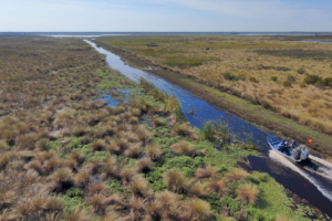 Submerged aquatic vegetation (SAV) serves as critical living infrastructure in the Lower St. Johns River, stabilizing sediments, filtering water and providing food and habitat for wildlife ranging from turtles to manatees. The condition of these underwater plant communities, particularly eelgrass (Vallisneria), serves as a sensitive indicator of ecological health across the Lower St. Johns River Basin, which spans Baker, Clay, Duval, Nassau, St. Johns, Putnam and Flagler counties and parts of Volusia, Alachua and Bradford counties.
