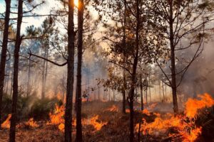 prescribed fire in wooded area