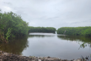 Open water marks the footprint of the removed dike in Merritt Island, now intentionally inundated by higher fall tides. The project is expected to restore 36.4 acres of wetlands as native vegetation recolonizes the area.
