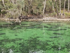 A group of manatees resting in the clear, turquoise waters of a Florida spring, with a natural shoreline of limestone rocks, palm trees, and Spanish moss-draped oak trees
