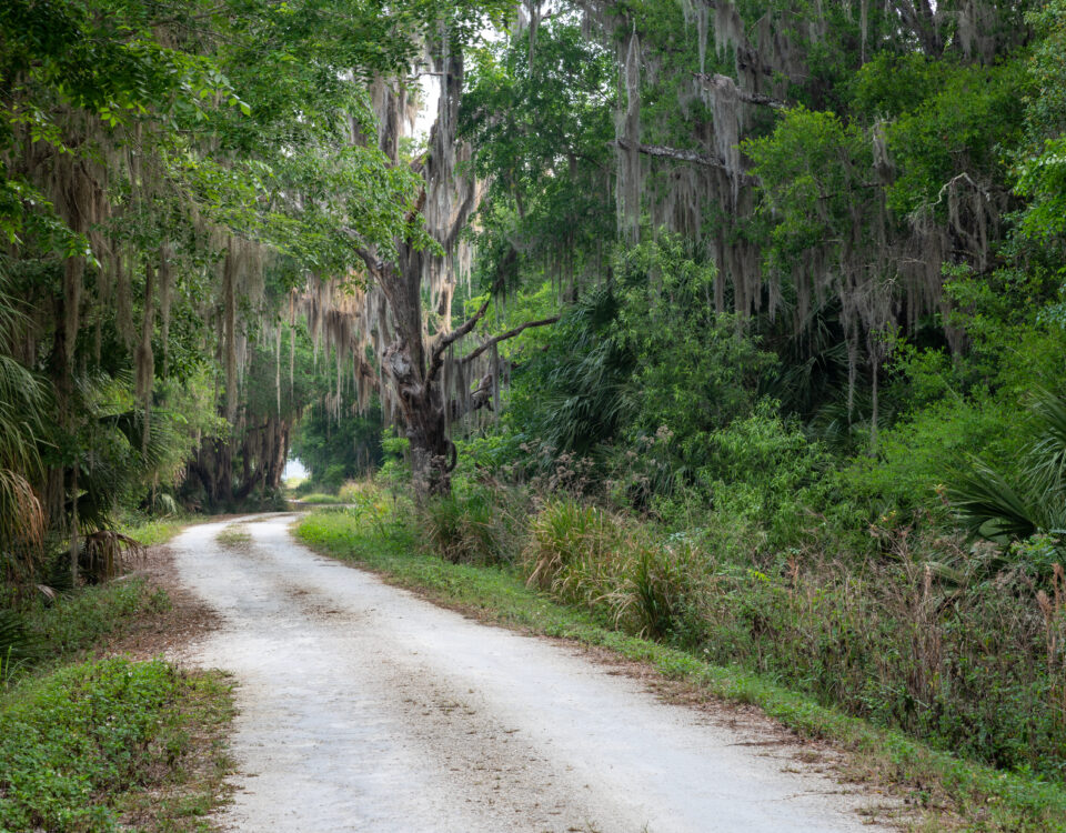 A sandy trail winds through a lush Florida hardwood hammock canopied by large oak trees draped with Spanish moss and surrounded by palmetto and native vegetation