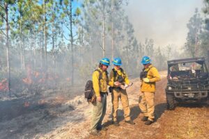 PrescribedFirePellicerCreek Three wildland firefighters in yellow fire gear and blue helmets monitor a prescribed burn in a Florida pine forest, with controlled flames and smoke visible in the background
