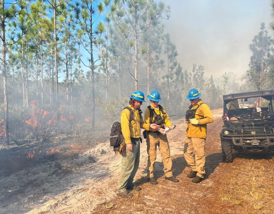 Three wildland firefighters in yellow fire gear and blue helmets monitor a prescribed burn in a Florida pine forest, with controlled flames and smoke visible in the background
