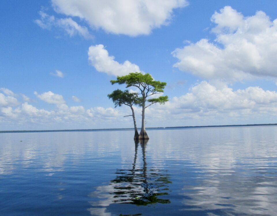 Two cypress trees standing in the calm, open waters of a Florida lake, their reflections visible on the still surface, under a partly cloudy blue sky
