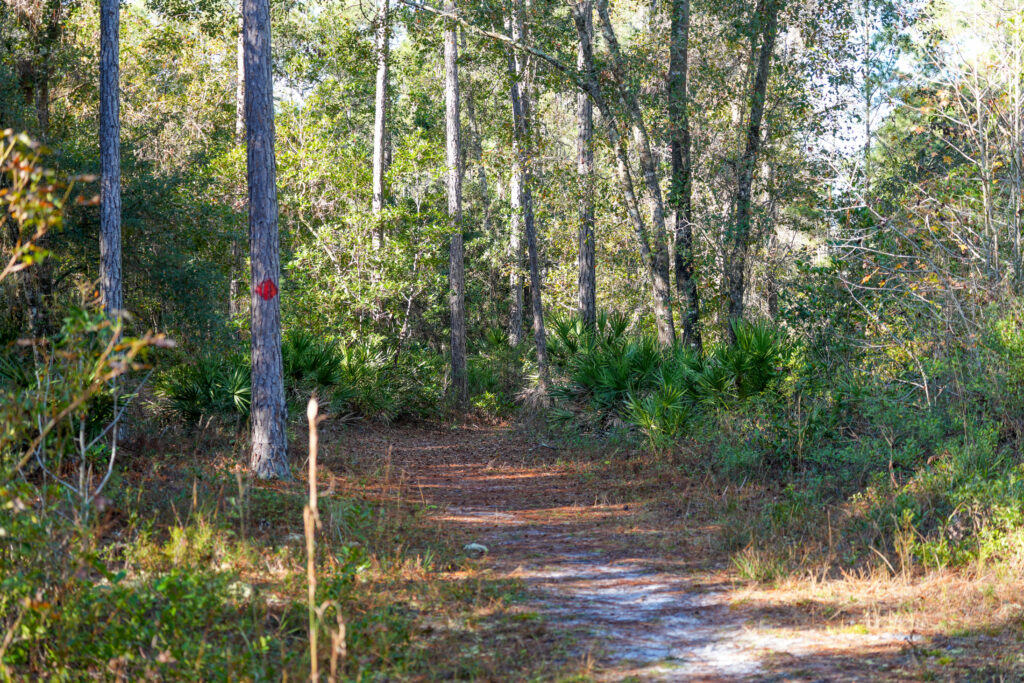 Shaded sand trail winding through a pine and palmetto forest at Gourd Island conservation area, with a red circular trail blaze painted on a tree marking the designated hiking route managed by the water management district.