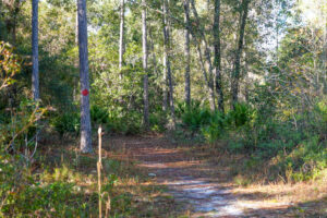 Shaded sand trail winding through a pine and palmetto forest at Gourd Island conservation area, with a red circular trail blaze painted on a tree marking the designated hiking route managed by the water management district.