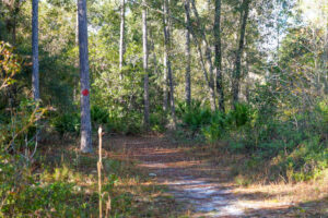Shaded sand trail winding through a pine and palmetto forest at Gourd Island conservation area, with a red circular trail blaze painted on a tree marking the designated hiking route managed by the water management district.