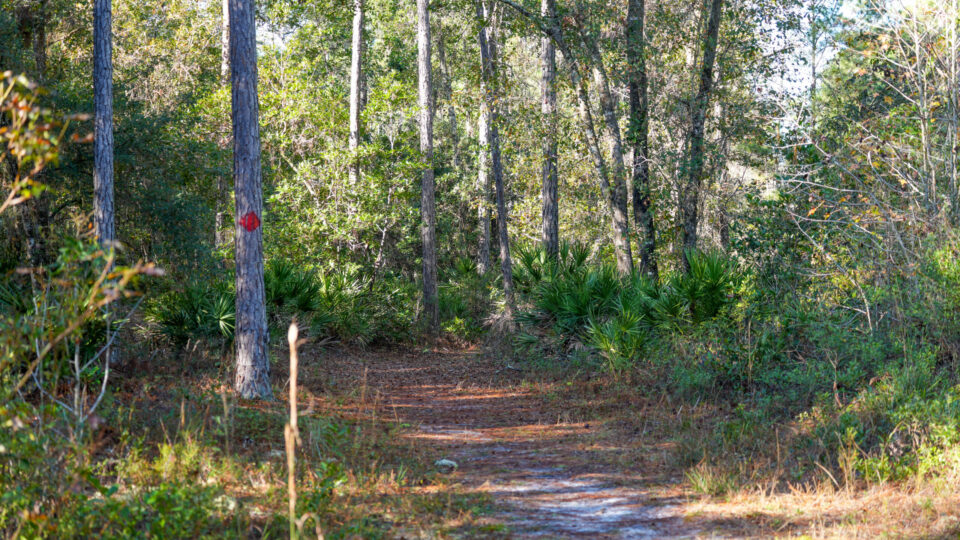 Shaded sand trail winding through a pine and palmetto forest at Gourd Island conservation area, with a red circular trail blaze painted on a tree marking the designated hiking route managed by the water management district.