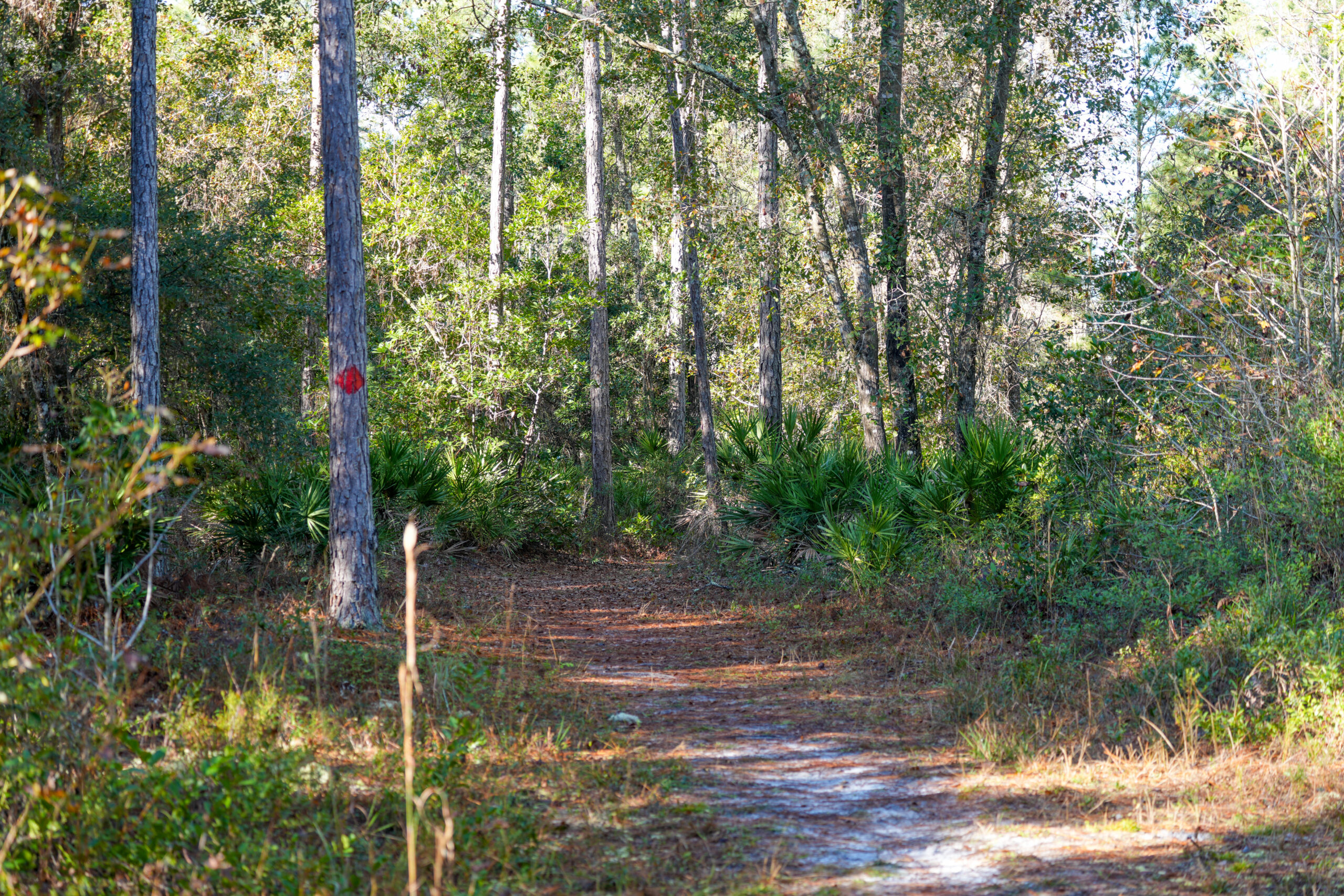 Shaded sand trail winding through a pine and palmetto forest at Gourd Island conservation area, with a red circular trail blaze painted on a tree marking the designated hiking route managed by the water management district.