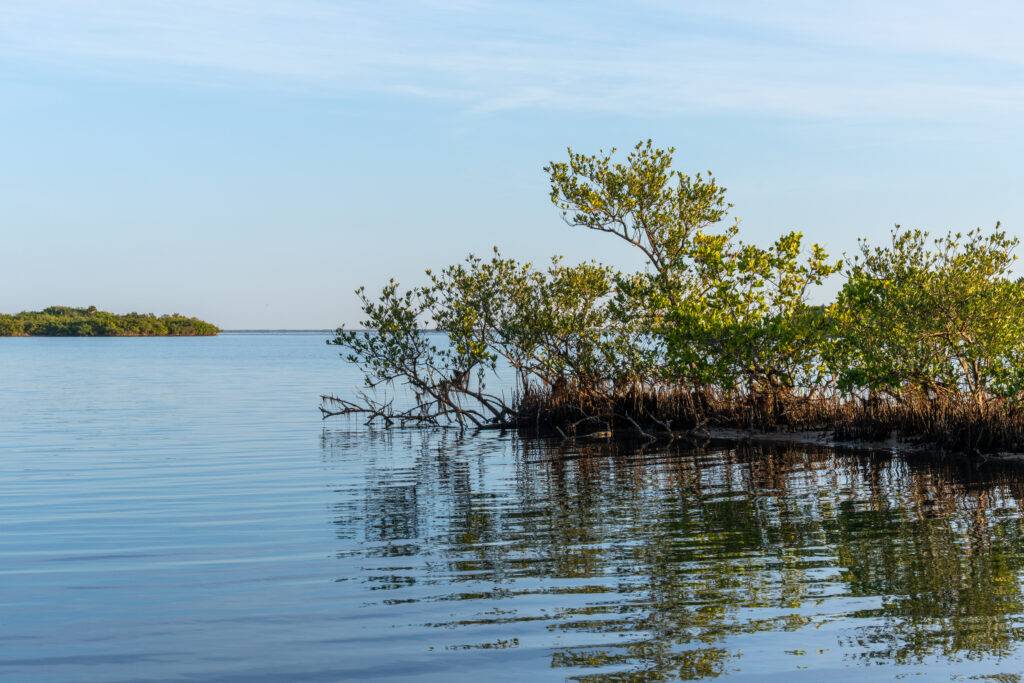 Calm open water of Mosquito Lagoon with a small stand of green mangroves along the shoreline in the foreground and a low, vegetated island in the distance under a clear blue sky, illustrating a healthy coastal estuary managed for water quality and habitat protection.