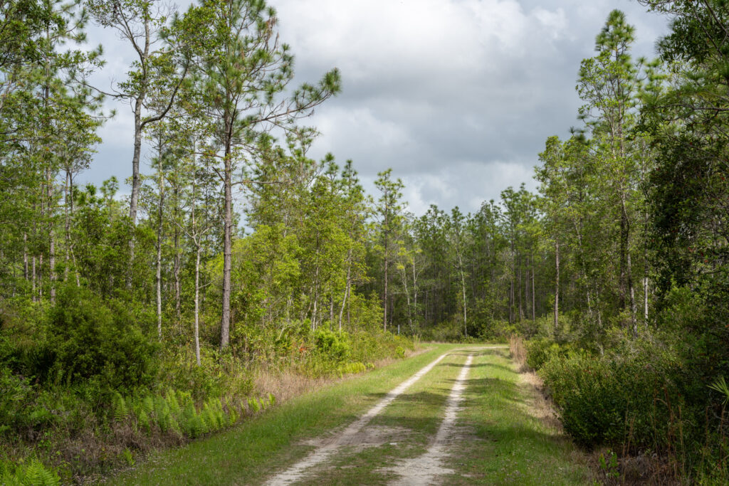 A sandy two-track road runs through a pine flatwoods forest with dense green shrubs and ferns on both sides under a cloudy sky in a water management conservation area.