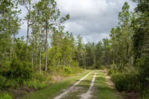 A sandy two-track road runs through a pine flatwoods forest with dense green shrubs and ferns on both sides under a cloudy sky in a water management conservation area.