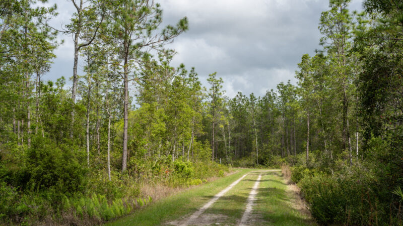 A sandy two-track road runs through a pine flatwoods forest with dense green shrubs and ferns on both sides under a cloudy sky in a water management conservation area.