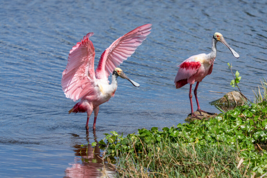 In Central Florida, the changing of seasons is subtle. There are no dramatic bursts of autumn color or long winters that give way to sudden blooms. Instead, seasonal shifts are marked by slightly longer days, warming water temperatures and a noticeable increase in wildlife activity across our wetlands. One of the most striking signs of this transition each year is the return of the roseate spoonbill to the marshes near the Fellsmere Grade Recreation Area boat ramp.