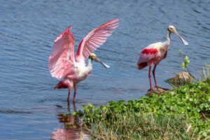 In Central Florida, the changing of seasons is subtle. There are no dramatic bursts of autumn color or long winters that give way to sudden blooms. Instead, seasonal shifts are marked by slightly longer days, warming water temperatures and a noticeable increase in wildlife activity across our wetlands. One of the most striking signs of this transition each year is the return of the roseate spoonbill to the marshes near the Fellsmere Grade Recreation Area boat ramp.