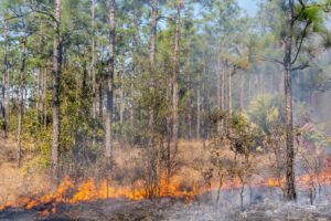 prescribed fire