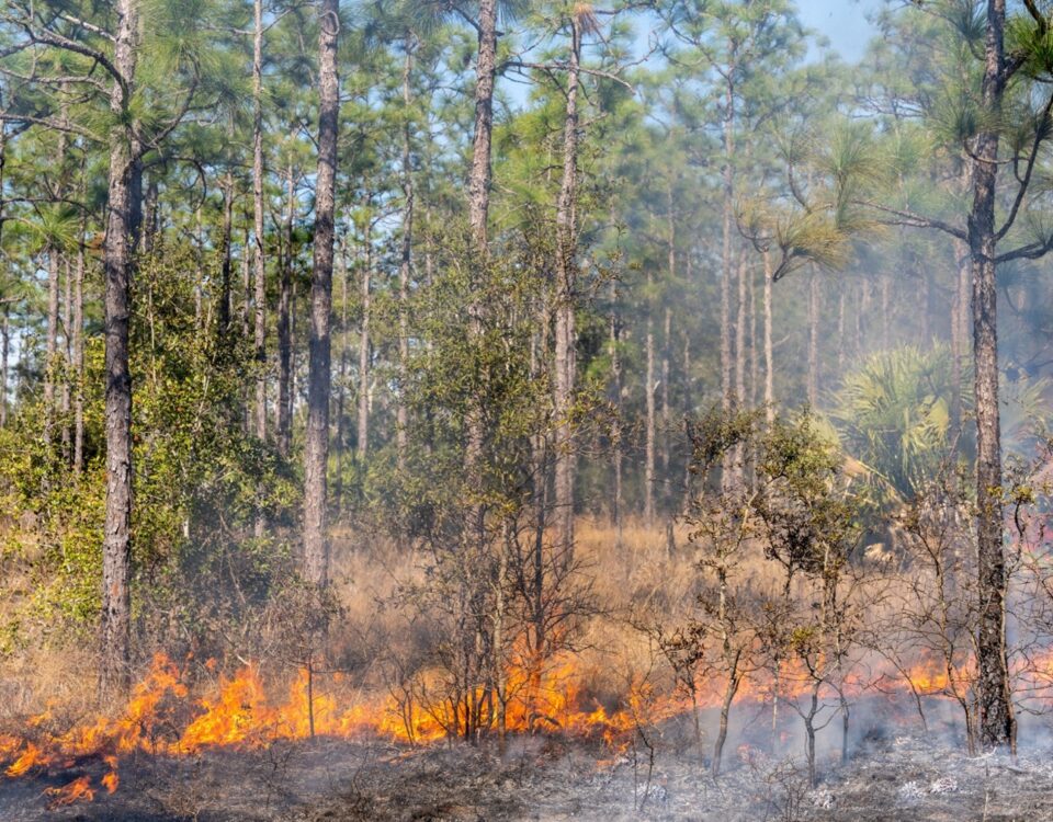 prescribed fire