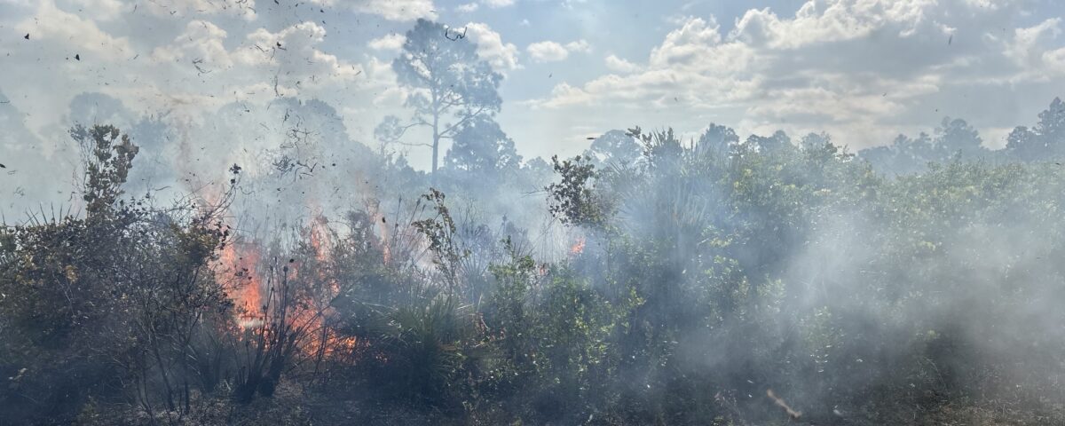 Low, controlled flames burn through dry brush in a sandy flatwoods area, sending light smoke across the landscape under a partly cloudy sky during a prescribed fire to manage vegetation and reduce wildfire risk.
