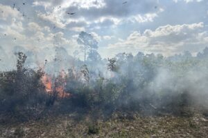 Low, controlled flames burn through dry brush in a sandy flatwoods area, sending light smoke across the landscape under a partly cloudy sky during a prescribed fire to manage vegetation and reduce wildfire risk.