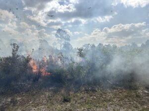 Low, controlled flames burn through dry brush in a sandy flatwoods area, sending light smoke across the landscape under a partly cloudy sky during a prescribed fire to manage vegetation and reduce wildfire risk.