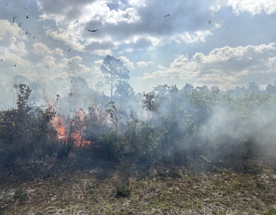 Low, controlled flames burn through dry brush in a sandy flatwoods area, sending light smoke across the landscape under a partly cloudy sky during a prescribed fire to manage vegetation and reduce wildfire risk.