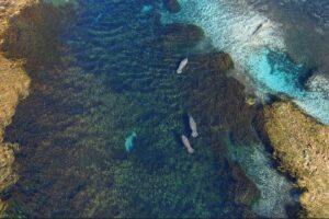 silver-springs_1920x1080 silver-springs_1920x1080